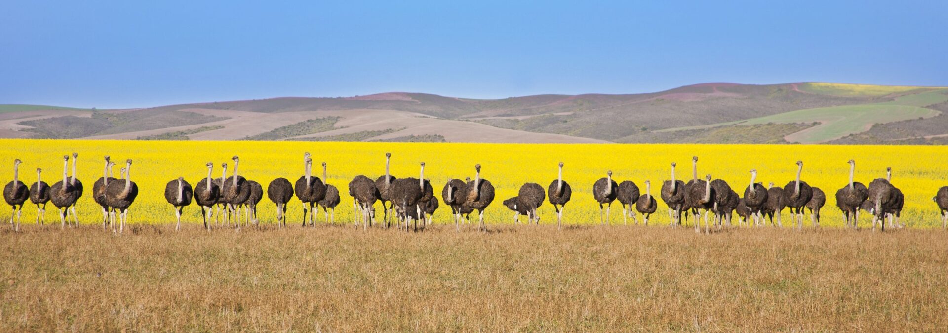 Panoramic of ostriches with canola field backdrop, South Africa