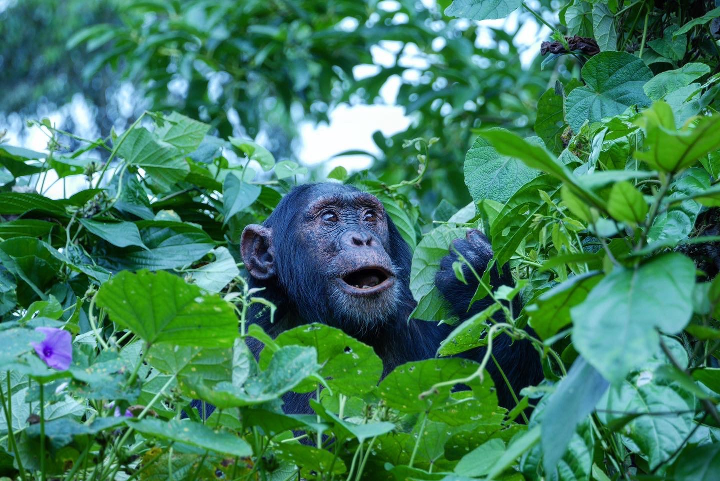 chimpans