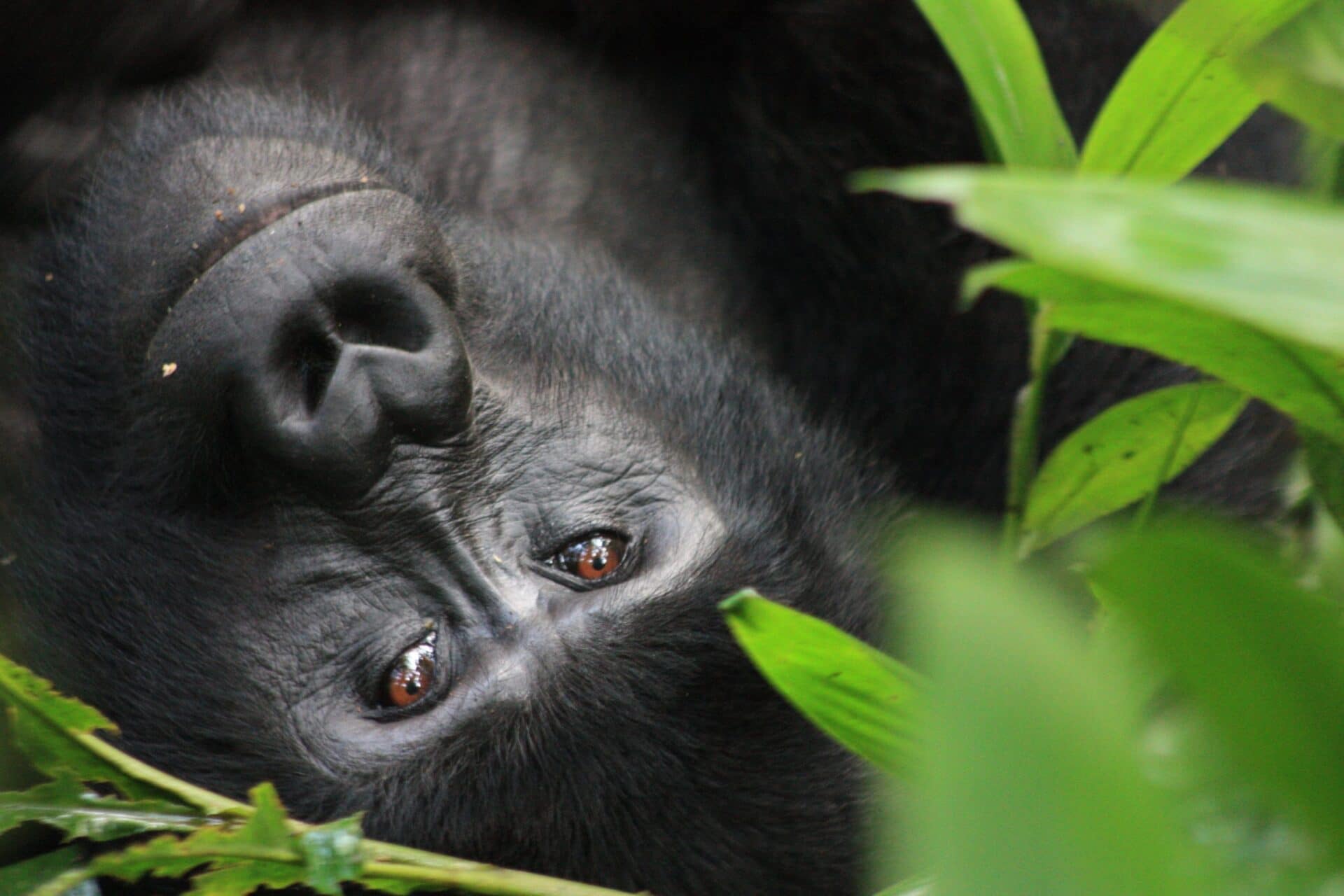 En chimpans som tittar in i kameran under en resa till Uganda