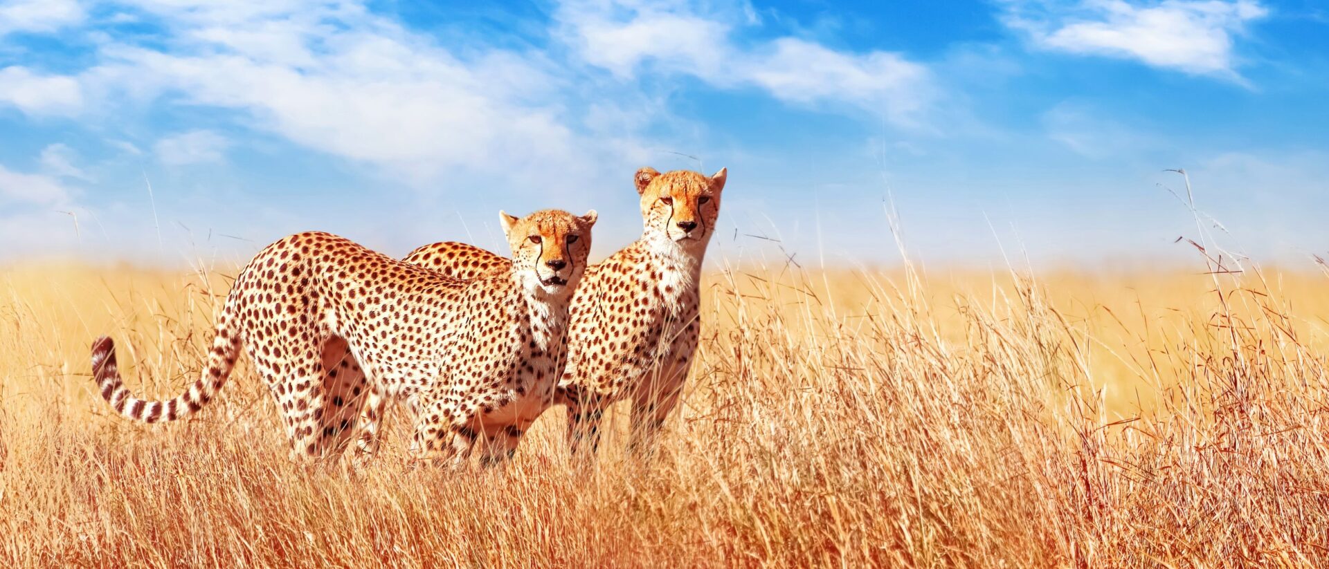 Två leoparder som står på savannen under en resa till Tanzania med Afrikaresor