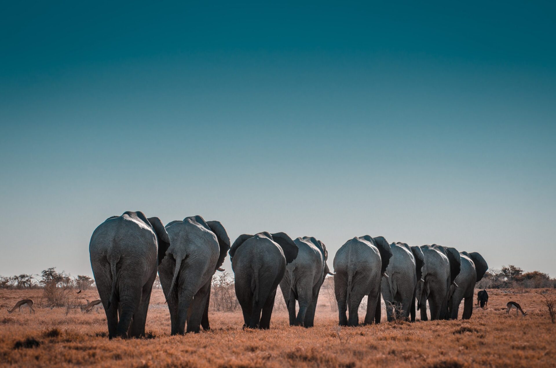 elephants-etosha