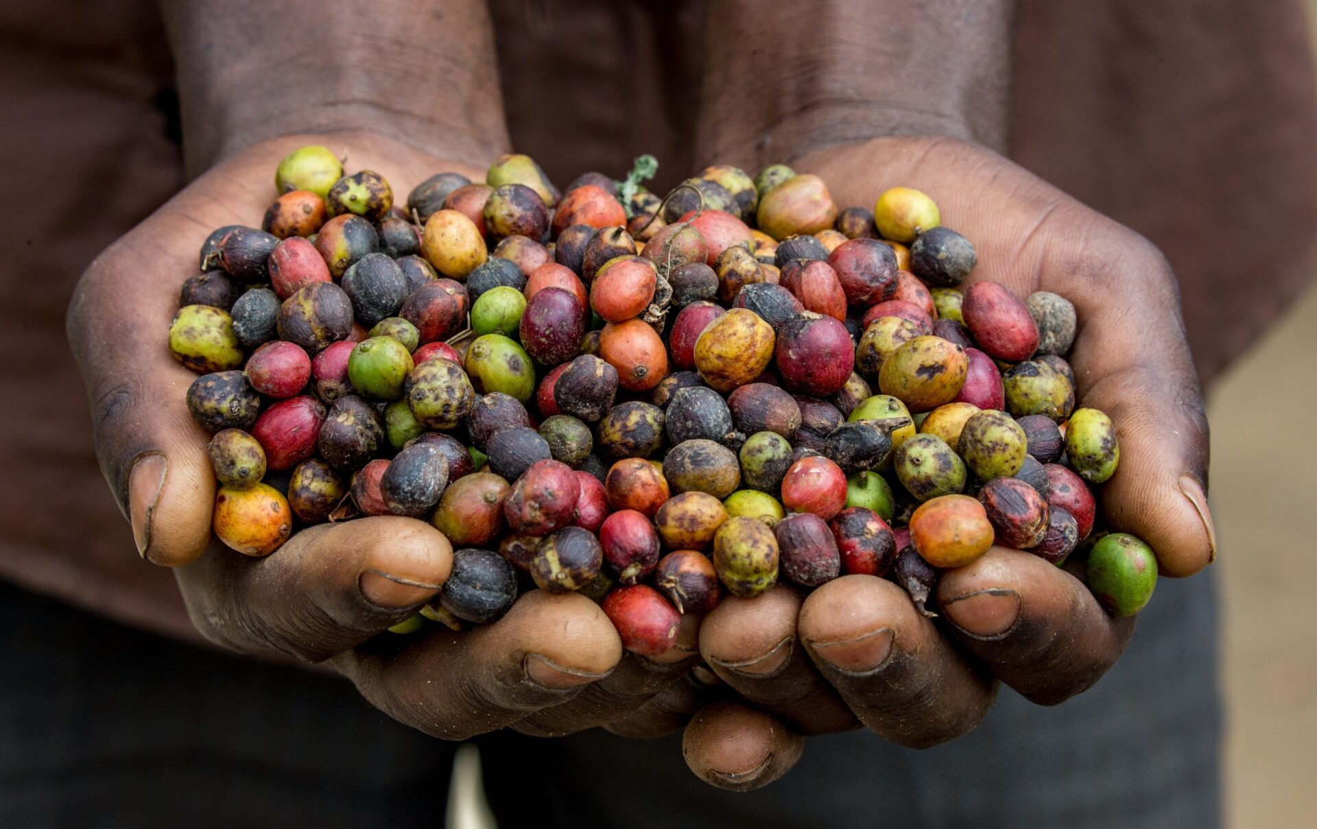 Grains of ripe coffee in the handbreadths of a person. East Africa. Coffee plantation. An excellent illustration.