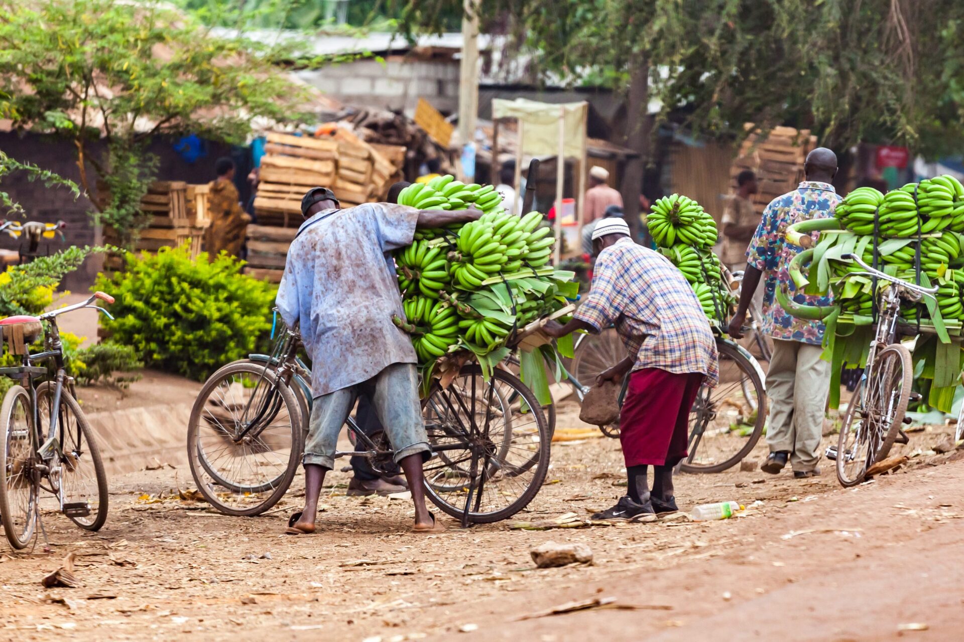 help to load bananas at street market in tanzania