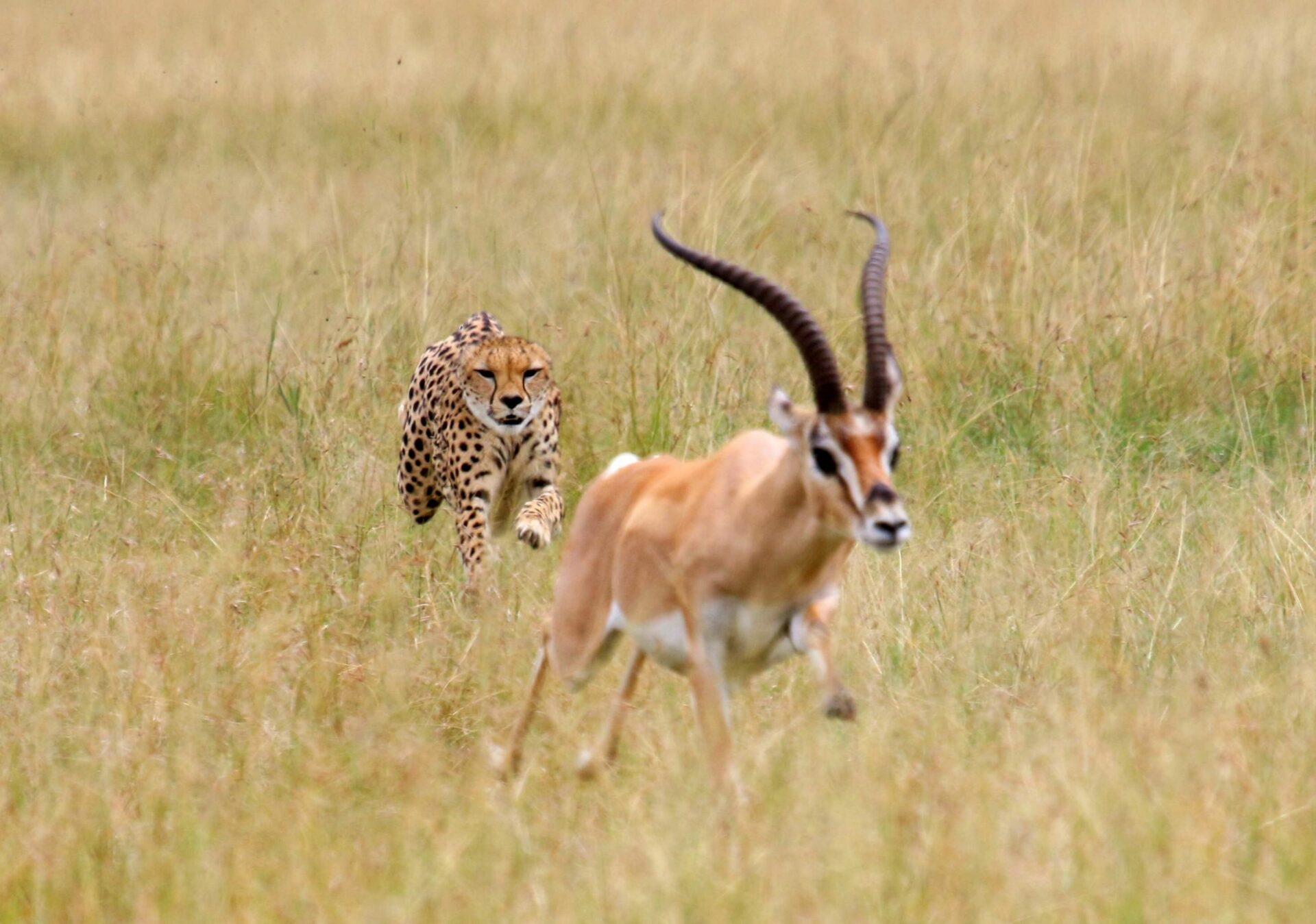 Cheetah Chasing Impala On Grassy Field