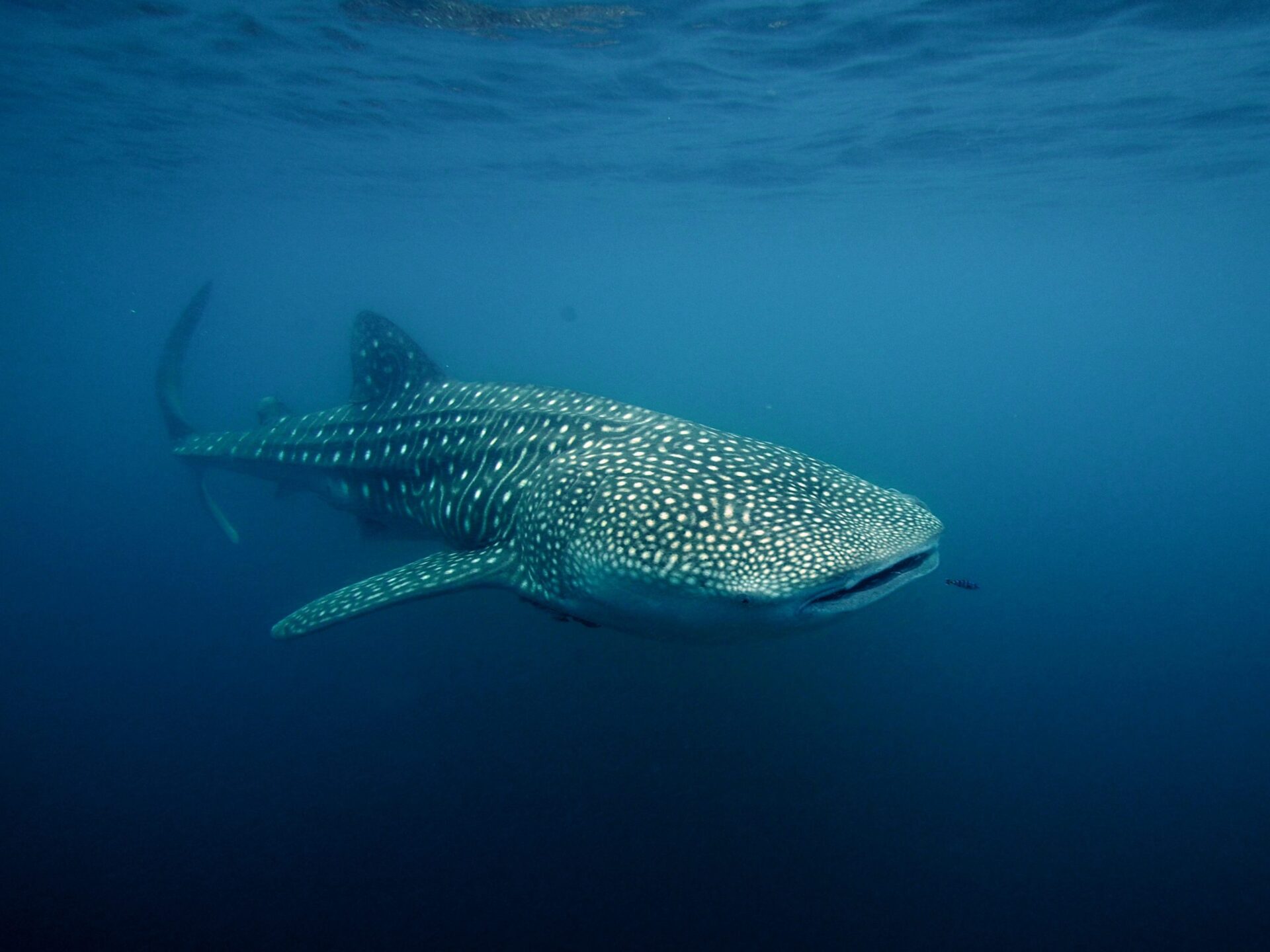 Whale Sharks at the coast of Mafia Island, Tanzania Whale Sharks at the coast of Mafia Island, Tanzania