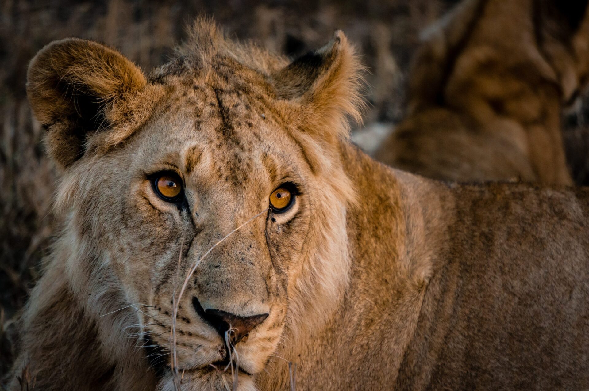 peter-mitchell-W9ur8ivE9EA-unsplash