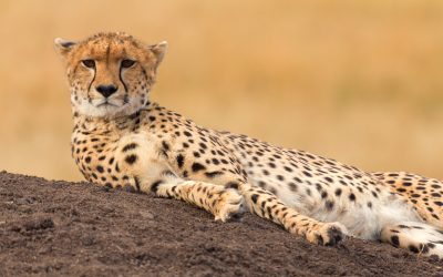 Hur väljer man rätt reservat i Masai Mara?