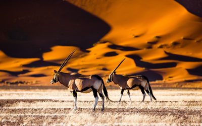 Sossusvlei