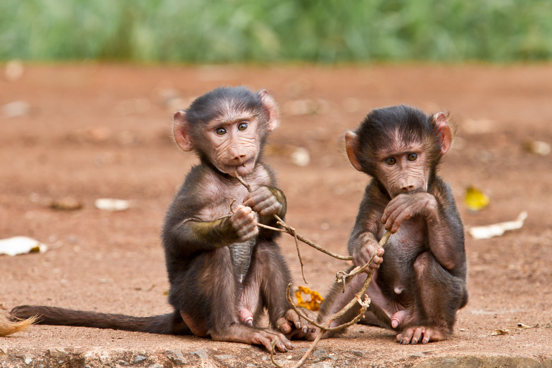 Two Baby Baboons playing with a small branch at the gate of Ngorongoro Crater National Park in Tanzania