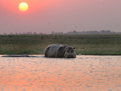 Flodhäst i Chobe River