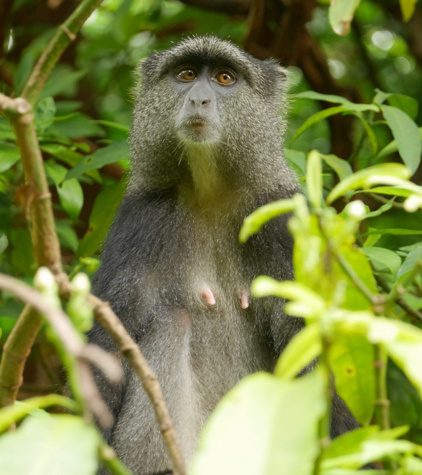 monkey