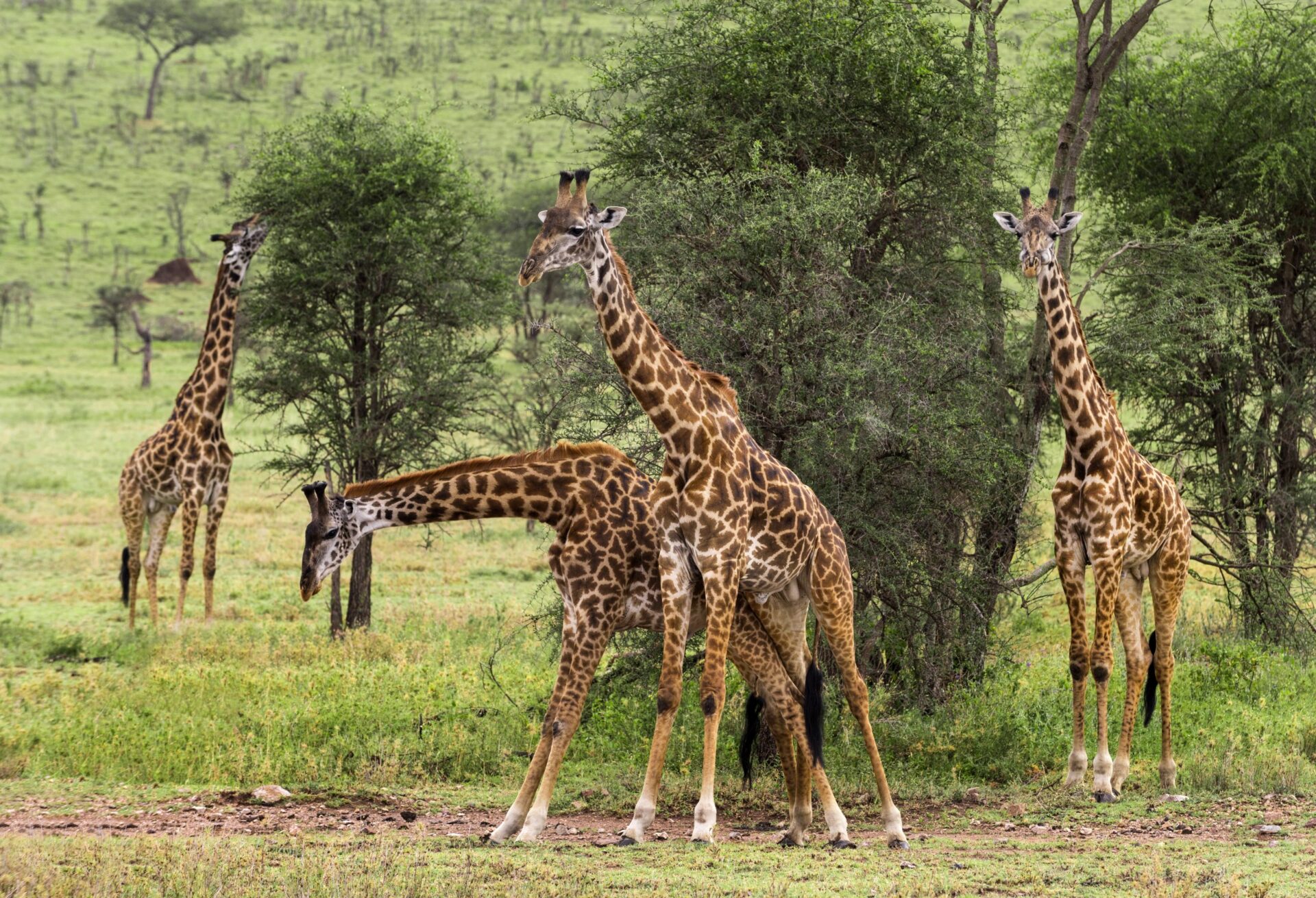 Herd of giraffe, Serengeti, Tanzania, Africa