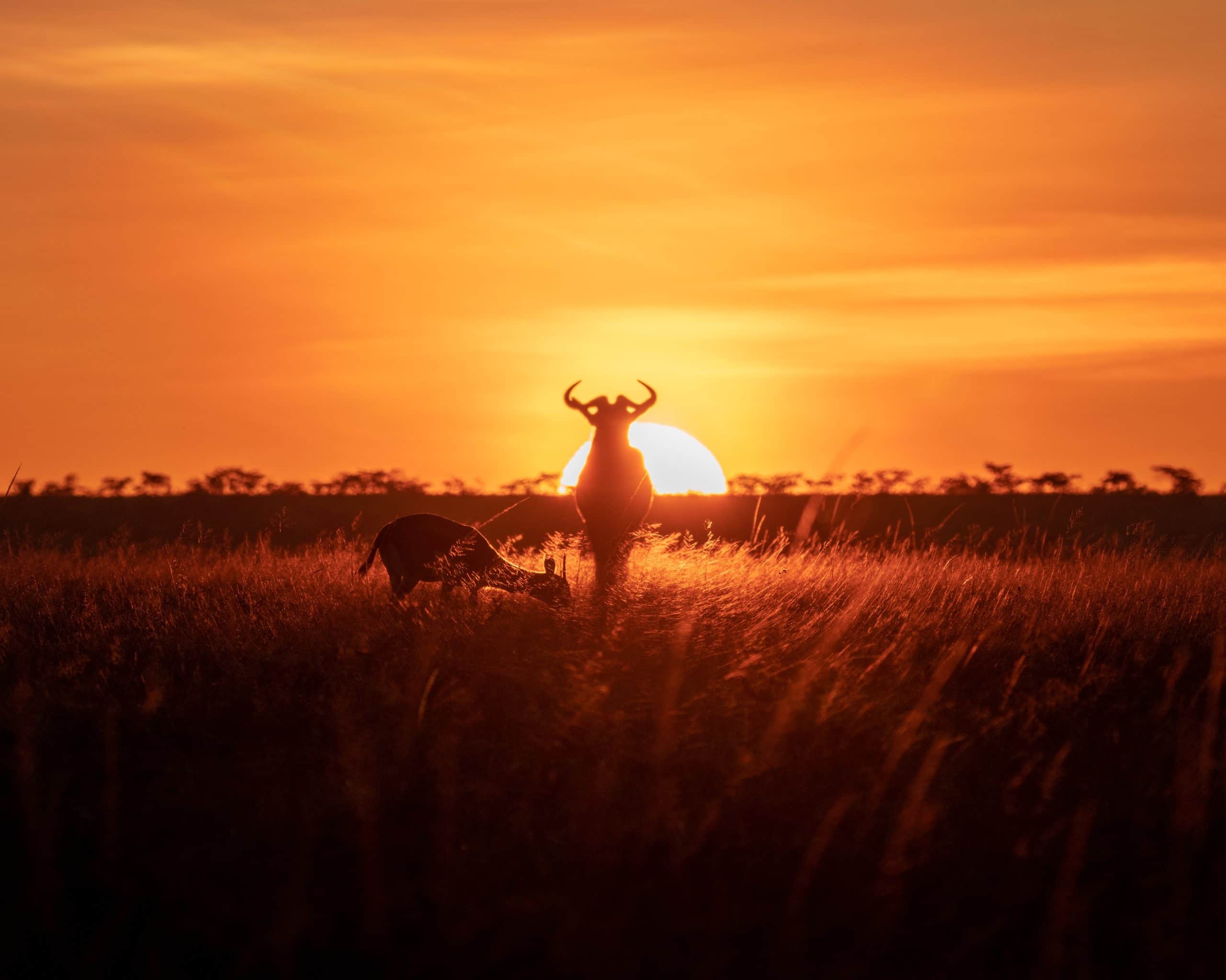 ahmed-galal-ui9IbdPJJiY-unsplash (1)