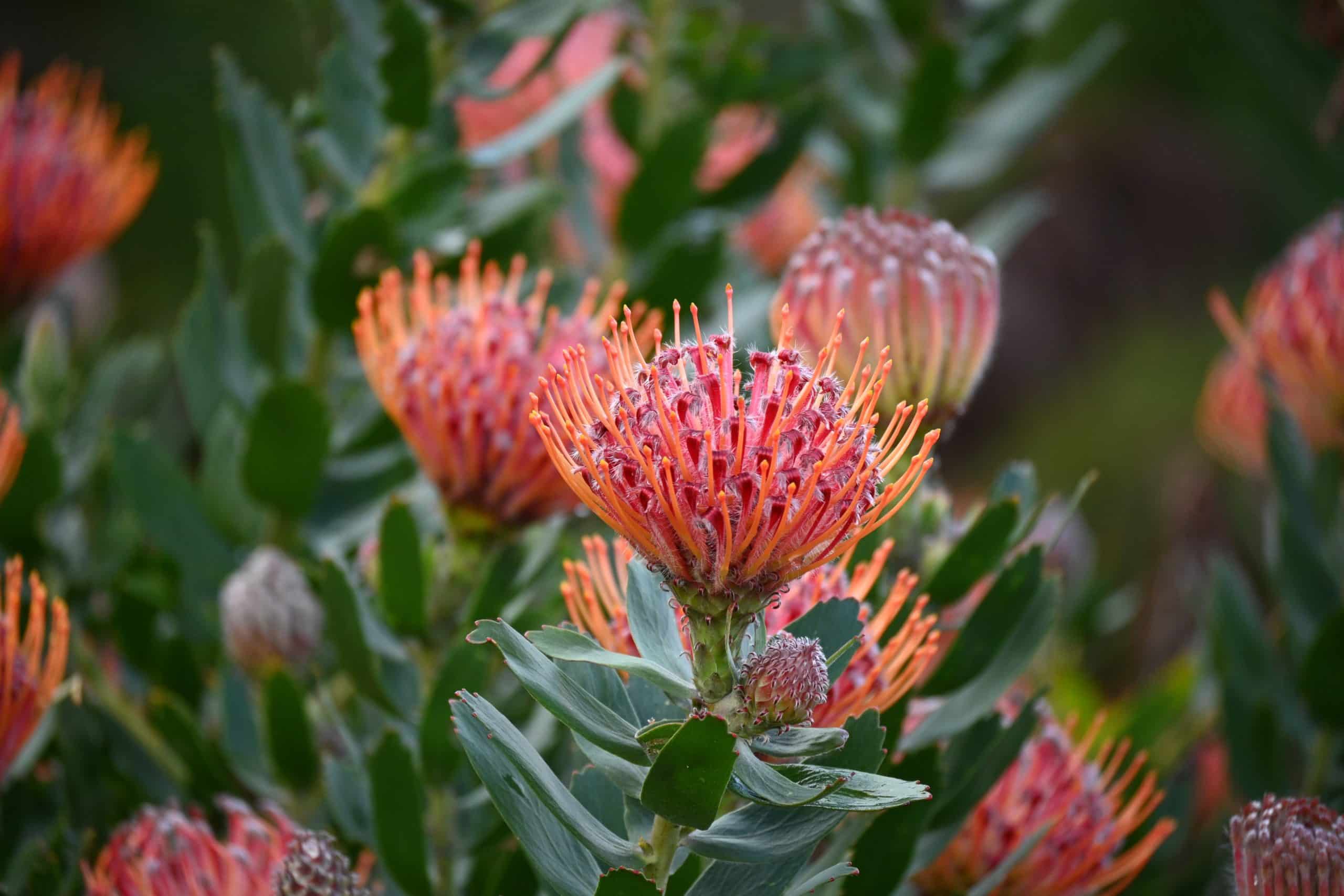 tanya-paquet-TWsy0f64Yxw-unsplash
