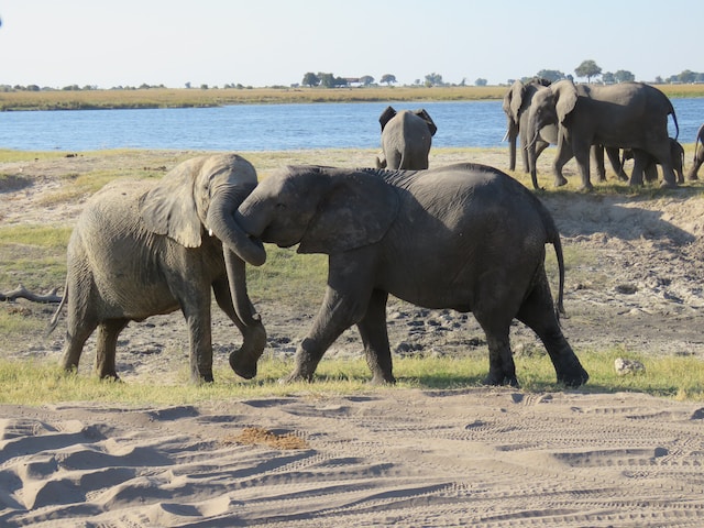 Elephants in Chobe Elephants in Chobe