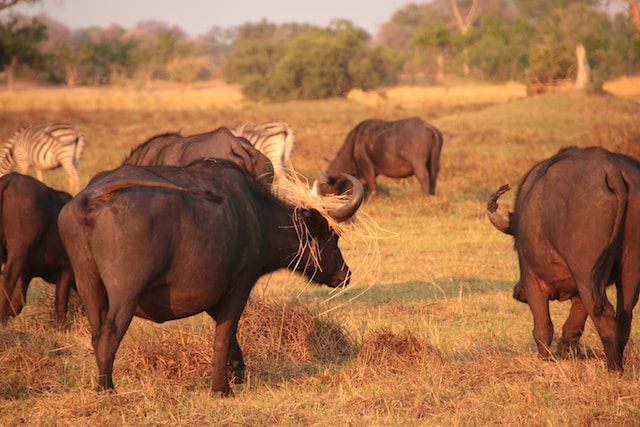 Buffalos in Savuti