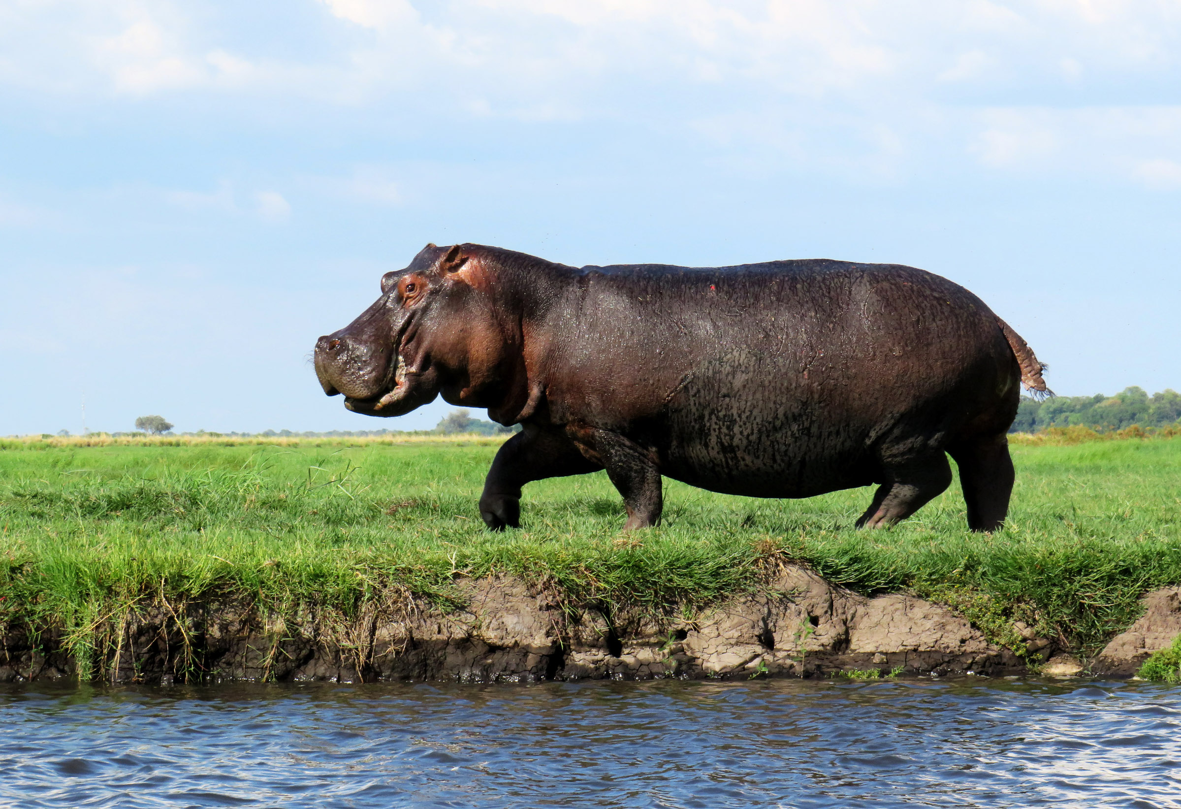 Flodhäst i Chobe