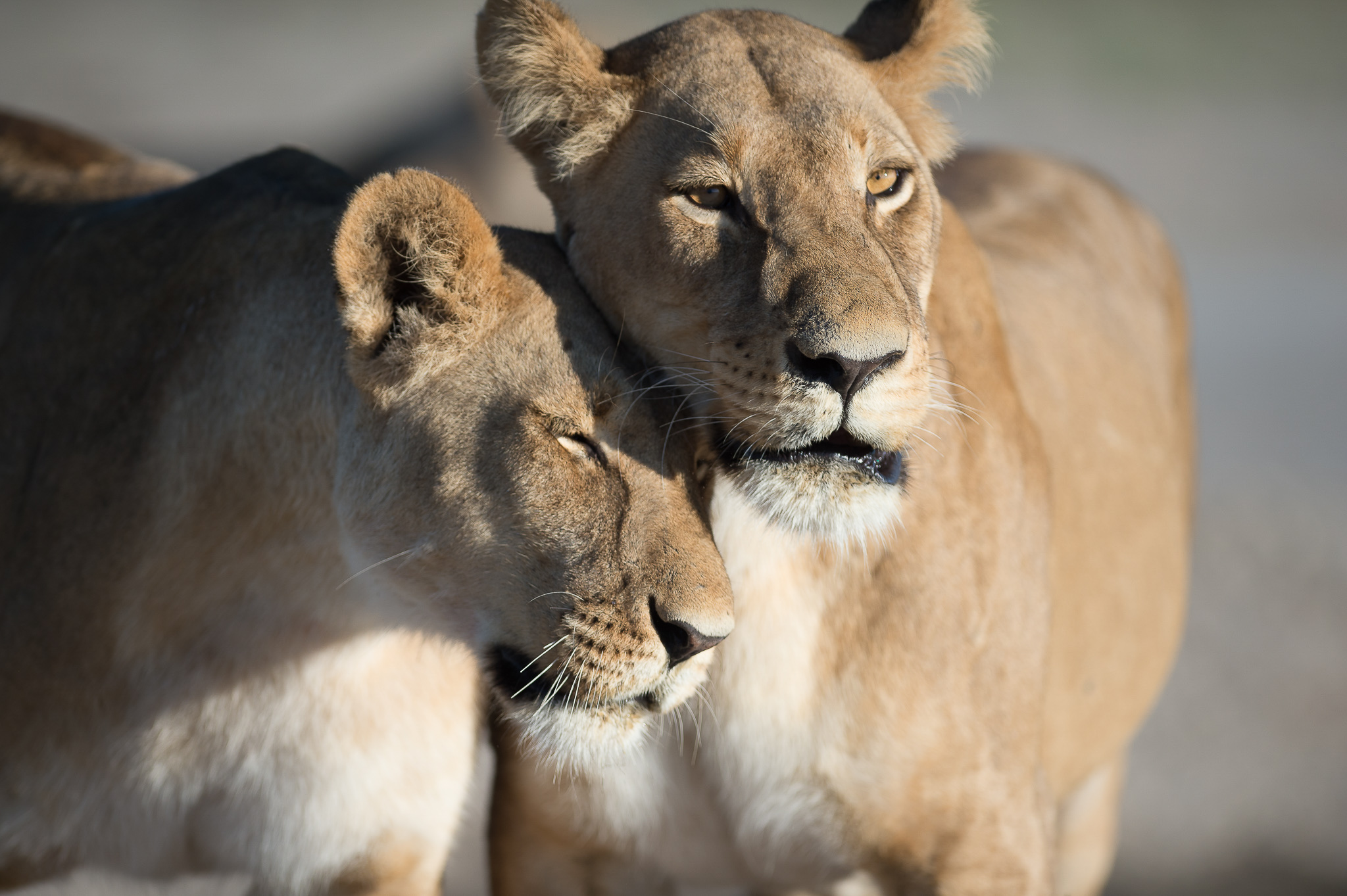 Sunway Botswana Chobe lionesses Bruce Taylor BWT_3857
