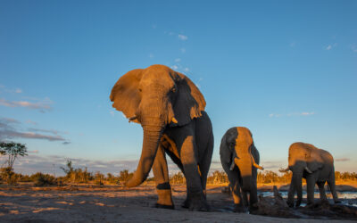 Vad är The Big Five?