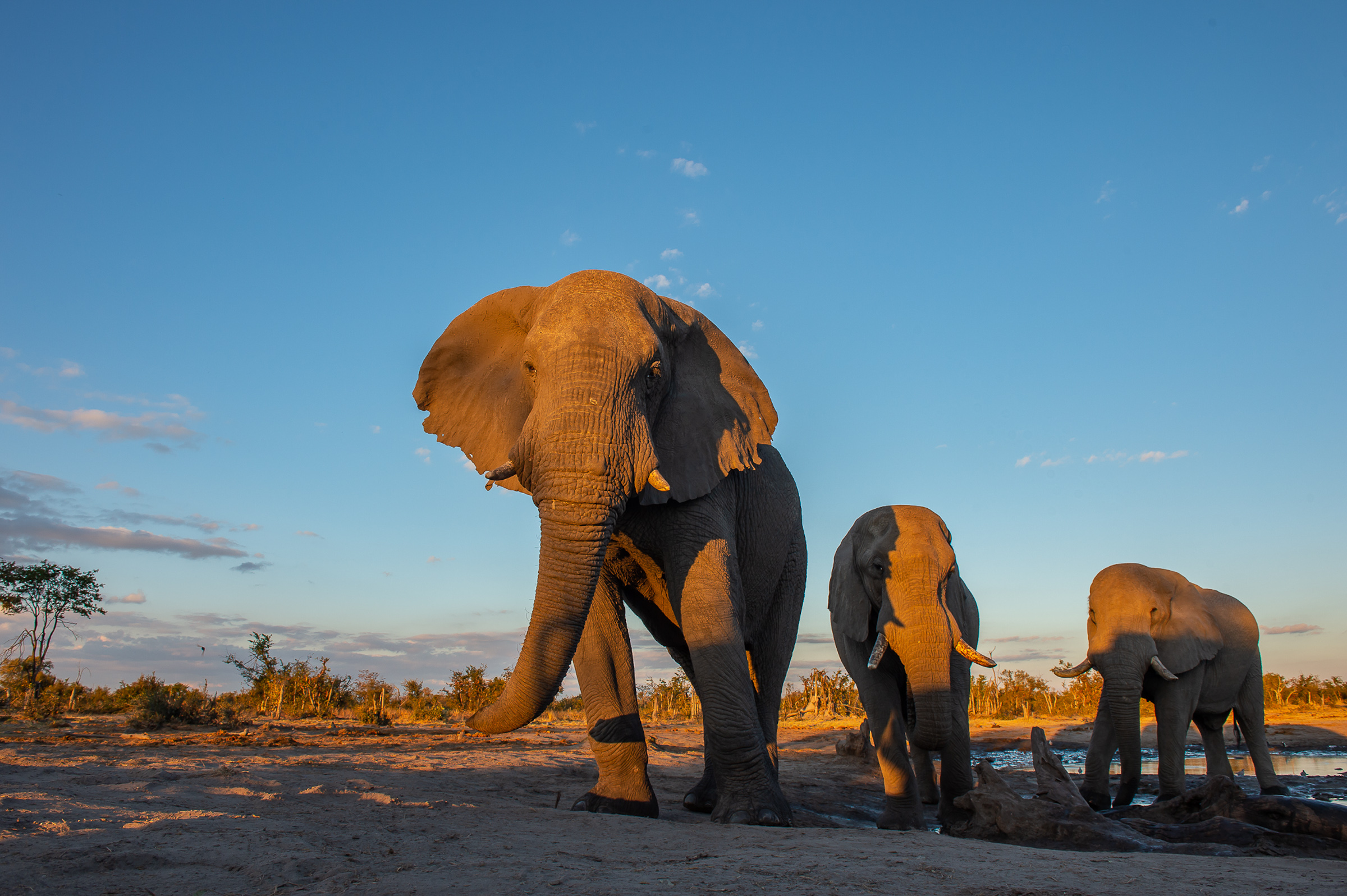 Sunway Botswana Khwai Private Reserve elephant Bruce Taylor-3436