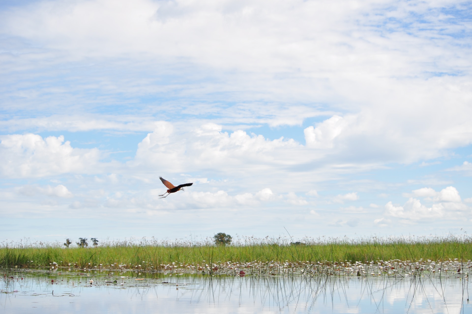 Fågel flyger i Okovangodeltat