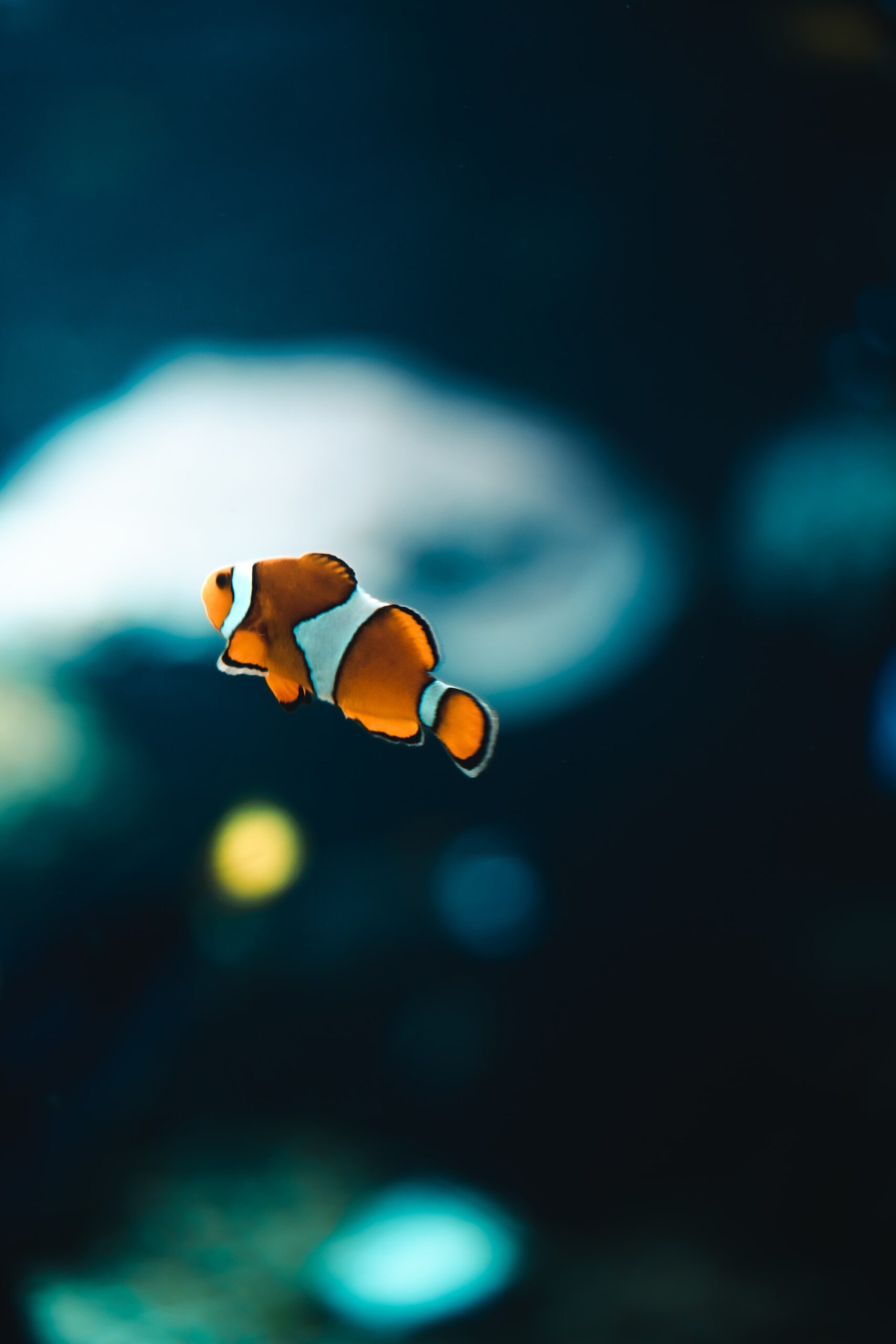 Clownfisk