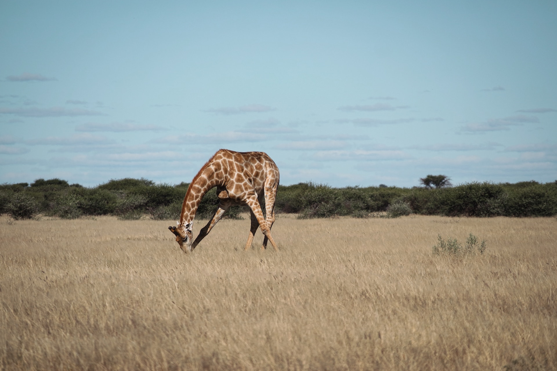 Giraff i Kalahari