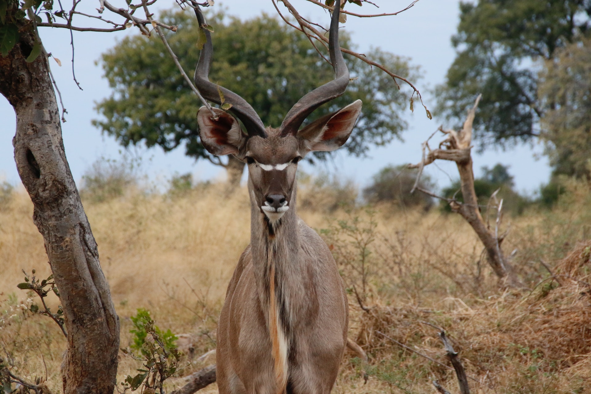 Kudu i Kasane Kudu i Kasane