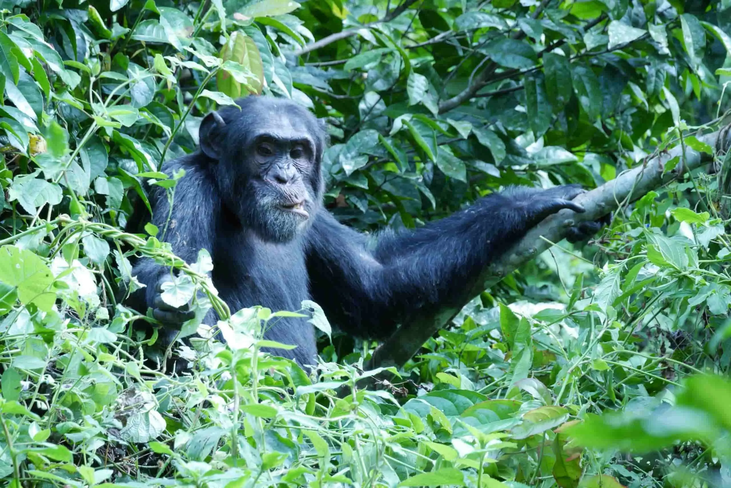 En chimpans i djungeln under en resa till Uganda med Afrikaresor