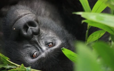Gorillornas värld