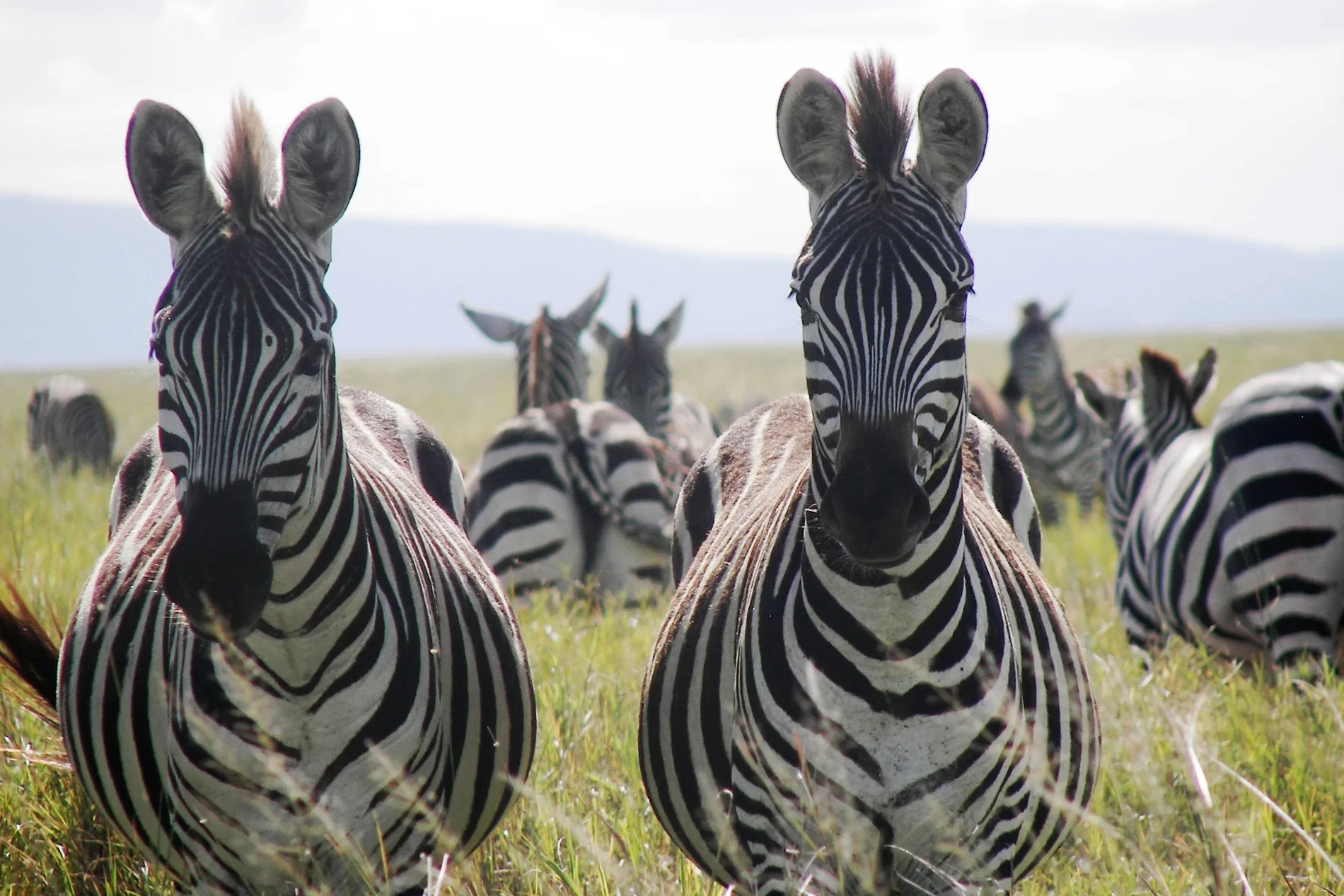 Två zebror på savannen under en resa till Tanzania med Afrikaresor