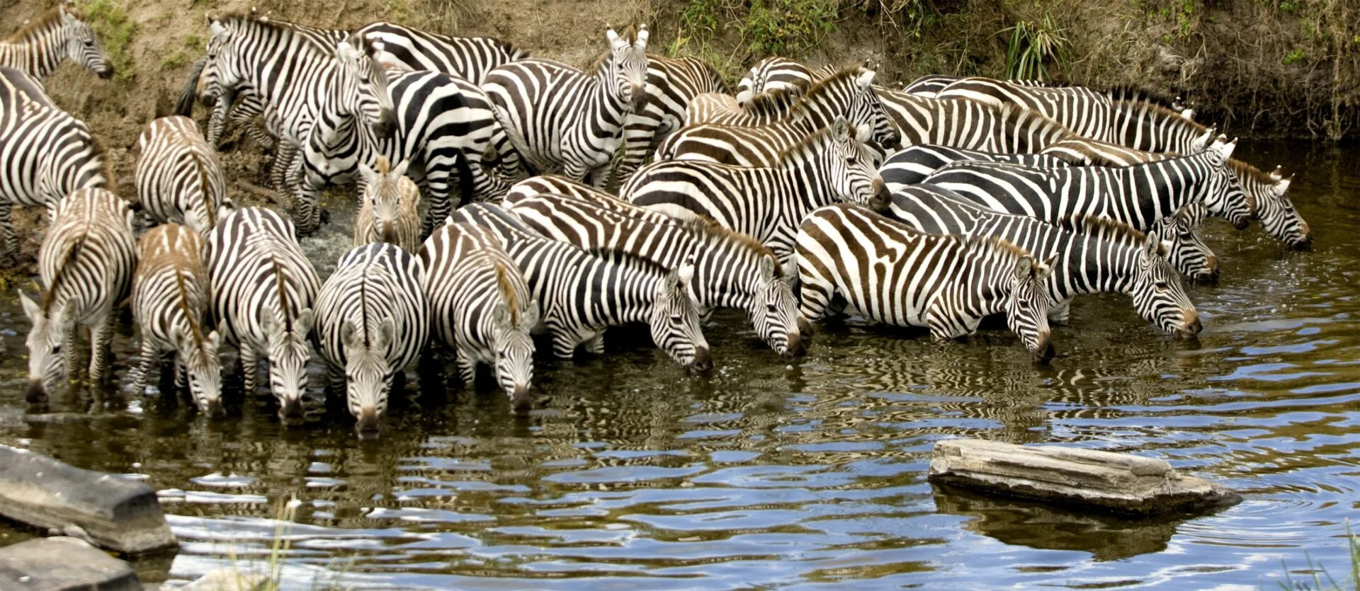 Resa till Kenya med campingsafari i masaimari