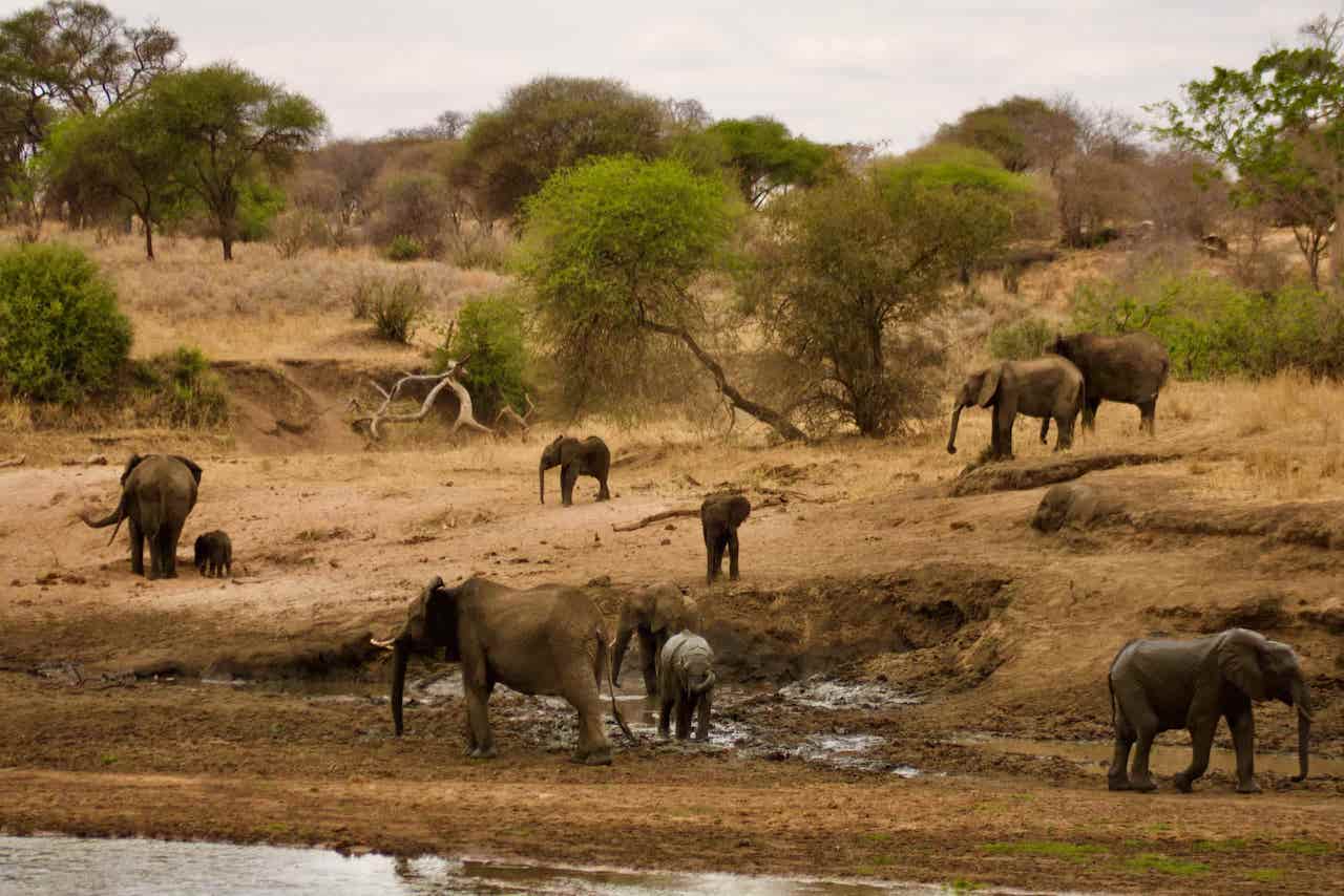Elefanter vid ett vattenhål under en resa till Tanzania med afrikaresor