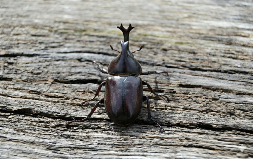 En noshörningsbagge med Y-format horn på förvitradt trä