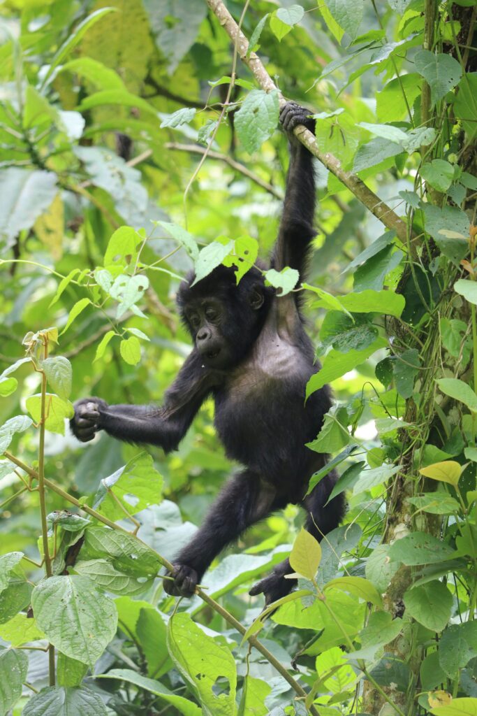 baby gorilla in forest hanging from a tree