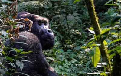Gorillavandring i Uganda och Rwanda – två länder, samma magiska möte
