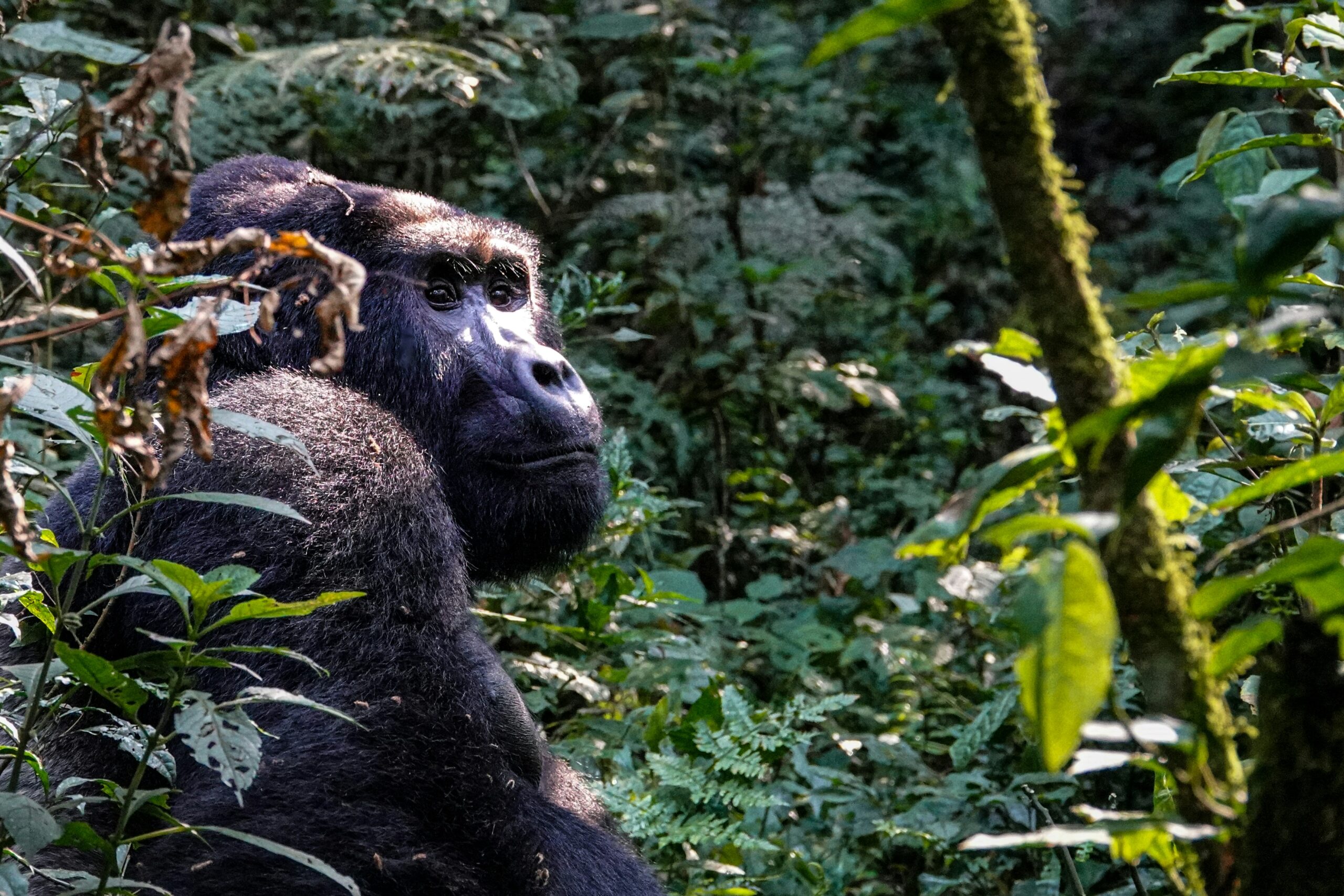 Gorilla in the forest