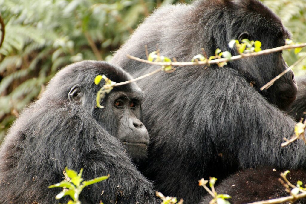 Smaller gorilla next to bigger gorilla in forest